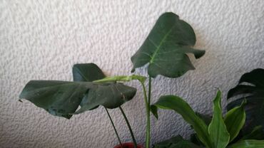 Sobne biljke: Filadendron, Krupan List, Velika Biljka, veoma dekorativan za sve