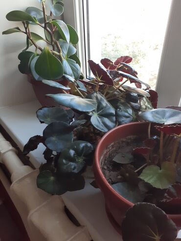 Замиокулькас (Долларовое дерево): Продаю комнатные цветы срочно только оптом цена договорная — 2