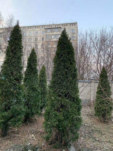 Декоративные деревья: Саженцы деревьев: Туя, Самовывоз