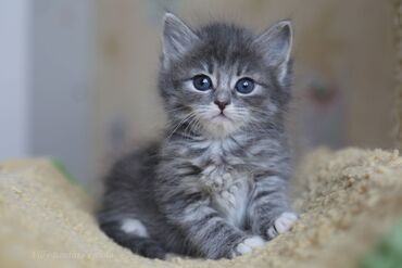 купить британского короткошерстного котенка: Куплю серого котенка мальчика в хорошие руки не старше 3 месяцев за