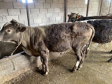 Коровы, быки: Продаю | Бык (самец) | На откорм — 4