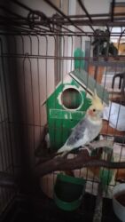 чау чау цена в баку: Попугаи