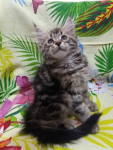Животные: Мейн-Куны🥰. Предлагаются Шикарные котики от элитных, титулованных — 6