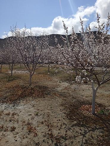 Продажа коттеджей и домов: Срочно продается 2- х этажный пансионат со всем имуществом на ЮЖНОМ — 16