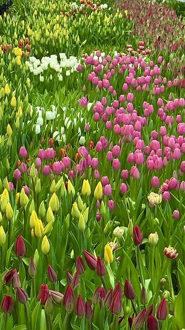 Букеты из живых цветов: Тюльпаны — предзаказ - Срезанные тюльпаны из теплицы, аккуратные at lalafo.kg — 9 Букеты из живых цветов: Тюльпаны — предзаказ - Срезанные тюльпаны из теплицы, аккуратные — 9