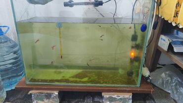 Akvariumlar: Dördbucaq akvarium, Balıqlarla birlikdə, 120 l, Ünvandan götürmə, Ödənişli çatdırılma, Rayonlara çatdırılma -da lalafo.az — 15 Akvariumlar: Dördbucaq akvarium, Balıqlarla birlikdə, 120 l, Ünvandan götürmə, Ödənişli çatdırılma, Rayonlara çatdırılma — 15