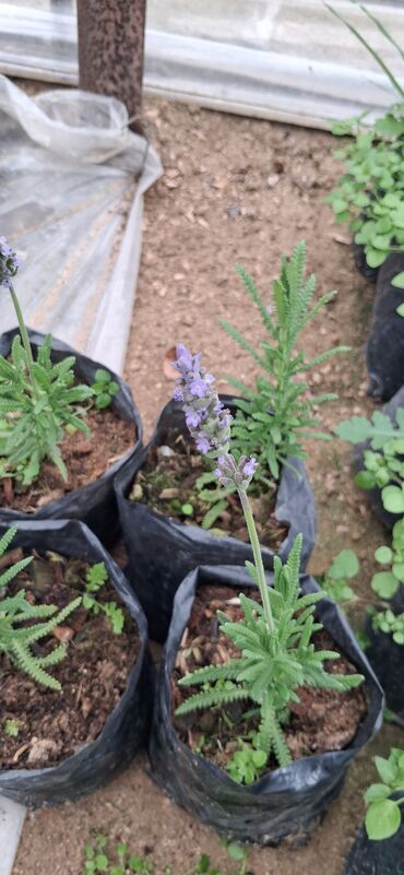 Tinglər: Lavanda (Lavandula) tingləri – ətirli, dekorativ və faydalı çoxillik — 7