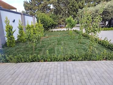 təbii qazon: Peçat (ruletka) biçimli hazır qazon və landşaft işləri - Hazır — 1