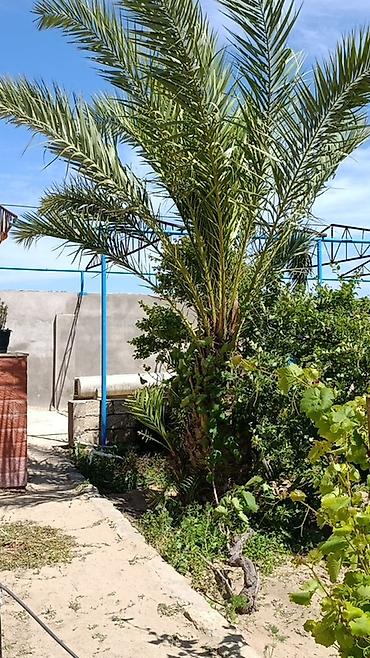 palm: 2 dene Xurma (xurma palmisi) ağacı – həyət/bağ üçün dekorativ və meyvə — 1