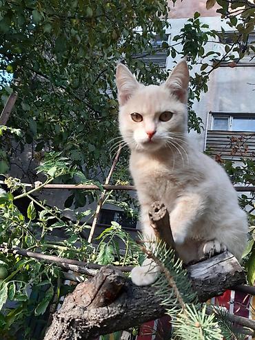 кошка цена: Отдам в добрые руки домашних котят, 2.5 месяца, проглистованы. - — 4