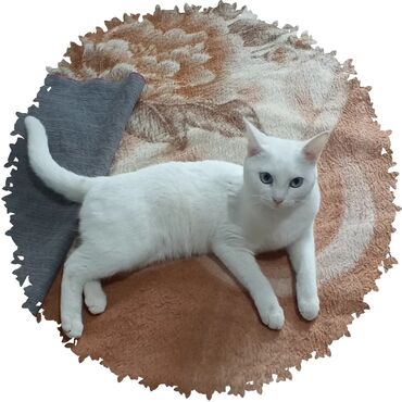 сиамская кошка: Кошка Алиса - в добрые руки,ей 1 год - с паспортом,не стерилизованная