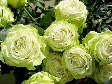 Роза: Саженцы — 6