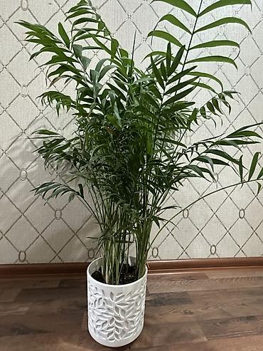 пальма: Хамедорея (Chamaedorea elegans) — комнатная пальма в декоративном — 3
