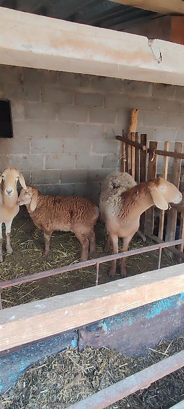 Баран, овца: Продаю | Овца (самка) | Арашан | Для разведения | Матка — 1