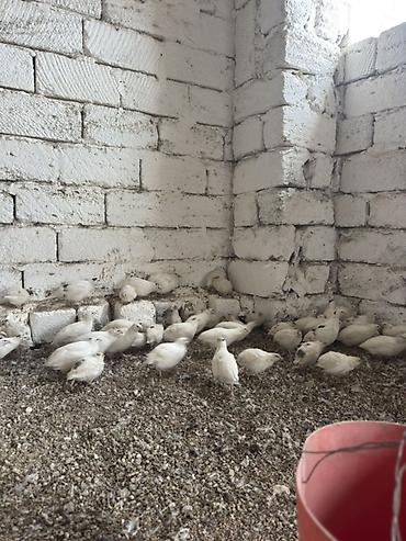 çin bıldırcını: Ağ rəngli bildirçin sürüsü - Növ: yumurtalıq və ətlik istiqamətli ağ — 2