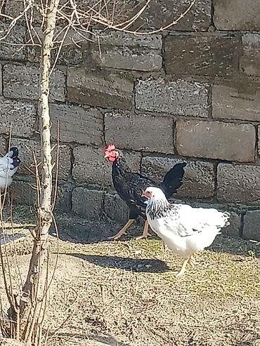 Toyuqlar: ‼️ Təcili Satılır ‼️ 53 ədəd tam sağlam 4.ay yarımlıq colpalar — 4