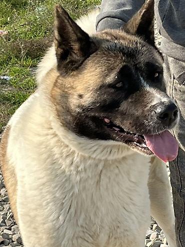 balaca it cinsləri: Akita-inu, 4 il, Dişi, Sənədli — 5