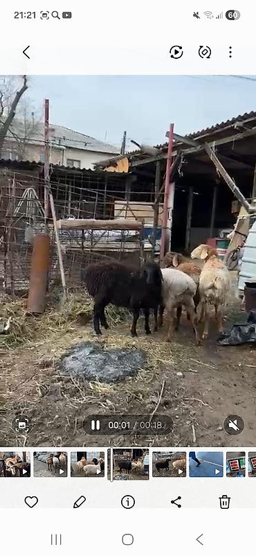 Баран, овца: Продаю | Баран (самец) | Полукровка | Для разведения | Племенные, Осеменитель — 8