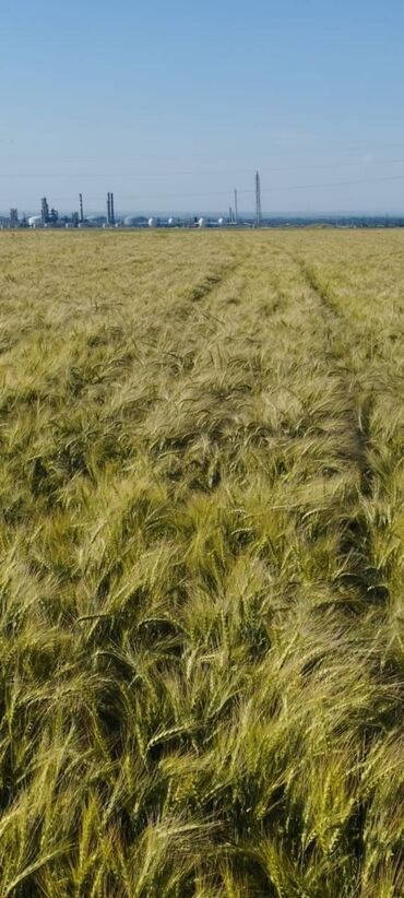 продается жилой дом с большим участкам в село кунтуу: Для сельского хозяйства