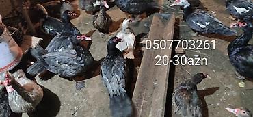 Ördəklər: - Növ: Lal ördək, amerikan sortu (Muscovy ducks). - Rənglər: tünd, ağ — 1