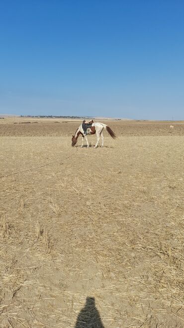 telefon alisi ve satisi: Усилители и приемники