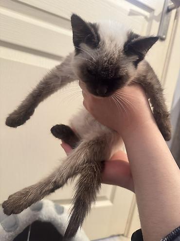 Отдам даром кошку: Кошка даром: Сиамская, 2 месяца, Мальчик — 7