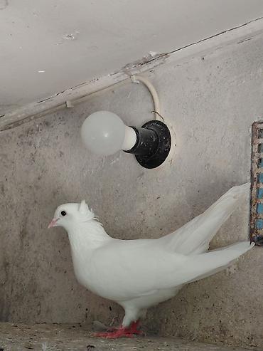 quşlar: Satılır öz göyərçinlərim. Çox yaxşı uçurlar, 4 saatdan çox havada qala — 4