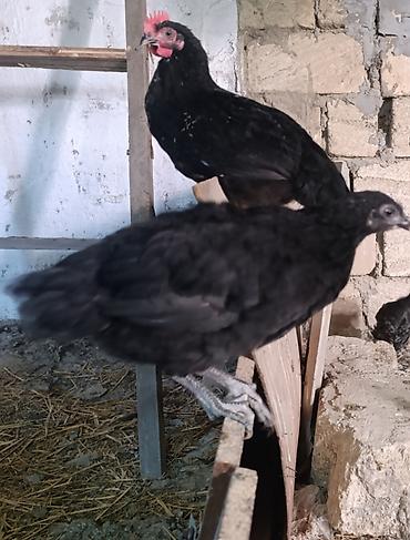 karella quş: Temiz saf afstraloplar, 3 ay 25gunluktlerr 60. 70 eded var — 2