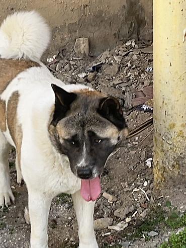 balaca it cinsləri: Akita-inu, 4 il, Dişi, Sənədli — 4