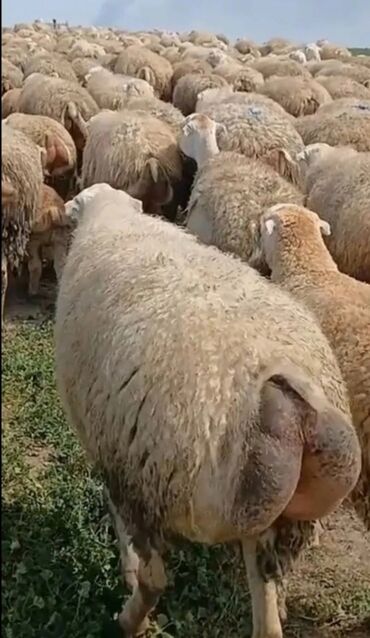 Heyvanlar üçün mallar: DAMAZDIQ. QOYUN. SATILIR. 1, 2, 3. QARIN. 250. BAŞ. QİYMƏTİ