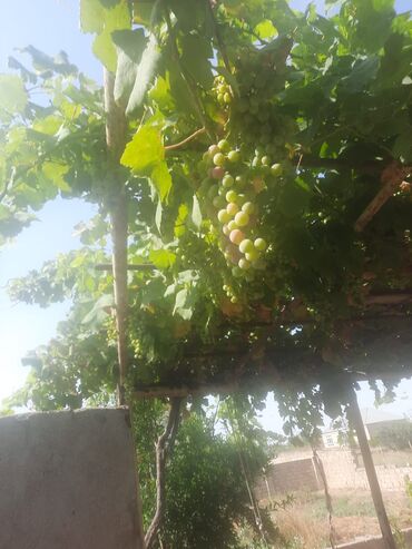 Torpaq sahələrinin satışı: 6 sot, Tikinti -da lalafo.az — 5 Torpaq sahələrinin satışı: 6 sot, Tikinti — 5