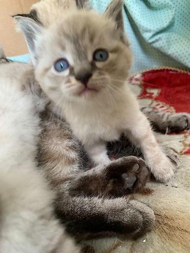 бингальская кошка: Тайская, 2 месяца, Мальчик, Приучена к лотку — 3