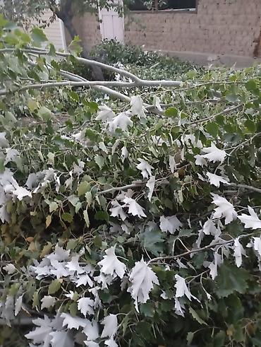 скупка драва: Дрова Тополь, Самовывоз — 1