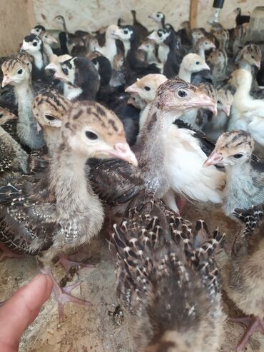 вещи для животных: Цыплята индюка бронза Россия севера кавказская 18 дней 500 сом шт
