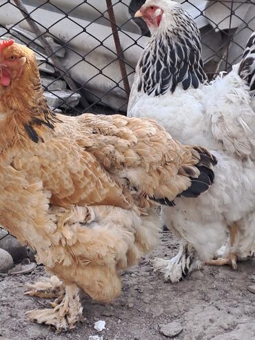 дикие птицы кыргызстана: Яйцо брама чистокровный палевый светлый чистокровный 100 сом
