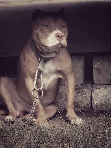 kangal itləri: Pitbul, 1 il, Erkək, Peyvəndli, Ünvandan götürmə — 4