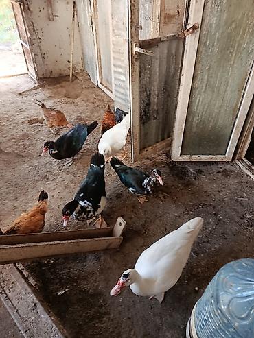 toyuq: Muscovy ördəkləri və toyuqlar - Növlər: Muscovy (indo) ördəkləri – ağ — 1