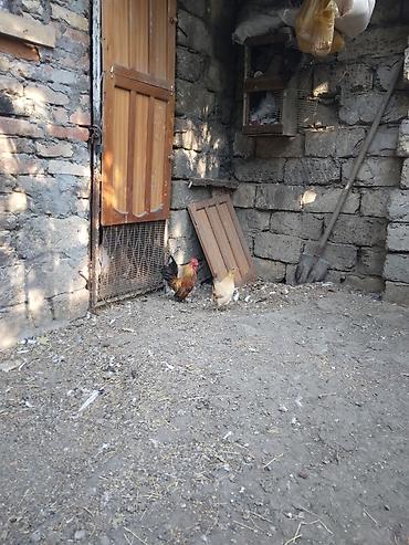 cins ineklerin satisi: Toyuq, Damazlıq — 9