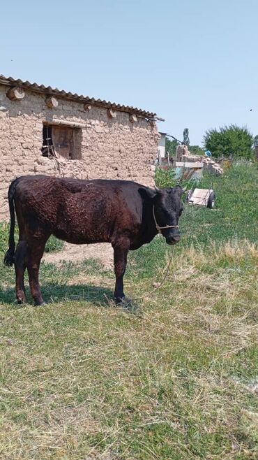 немецкая овчарка ош: Продаю торпок; уй; 2×125=250; 2×75=150;
