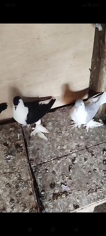 feniks quşu: Cüt bəzəkli göyərçinlər - Növ: bəzəkli/ayaqları lələkli göyərçinlər - — 2