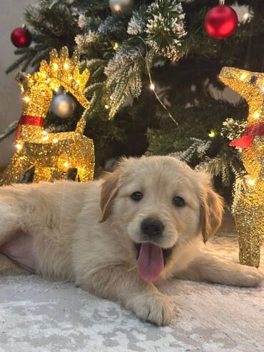 İtlər: Retriever, 2 ay — 4