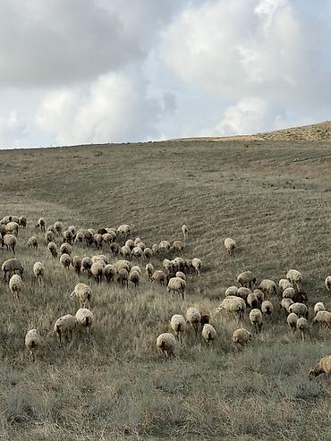 almaz qoyun: 129 baş qoyun satilir 1,2,3 qarin qoyunlar dir hamisi boğaz dir — 8