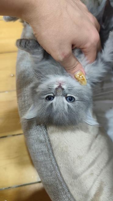 Pişiklər: Yaxşı əllərə — 3