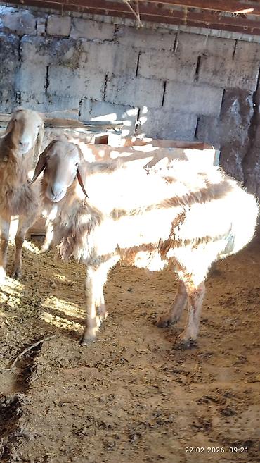 Баран, овца: Продаю | Овца (самка) | Для разведения — 3