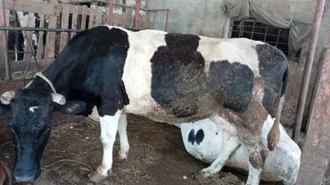 Atlar: Dişi, il: 3, 450 kq, Damazlıq, Südlük