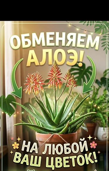 Алоэ гулун алмаштырабыз,уйдо коп болуп кетти,жазыныздар😊 Обменяем
