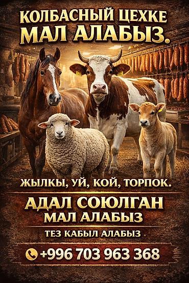 ферма купить: Частное лицо | На забой, на мясо — 1