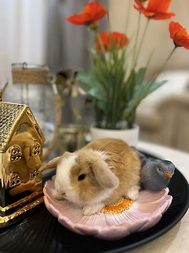 at satişi: 🐰Körpəlik halı belə şirindir! Cəmi 8 günlükdür 22 avqustdan satış — 6