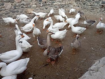 ucuz pitbul: Salam damazlıq və ətlik qazlar cavan qazlardı vatsap nömrəsi 055 324 — 4