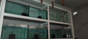 Akvariumlar: Dördbucaq akvarium, Balıqlarla birlikdə, 16 l, Ünvandan götürmə — 3